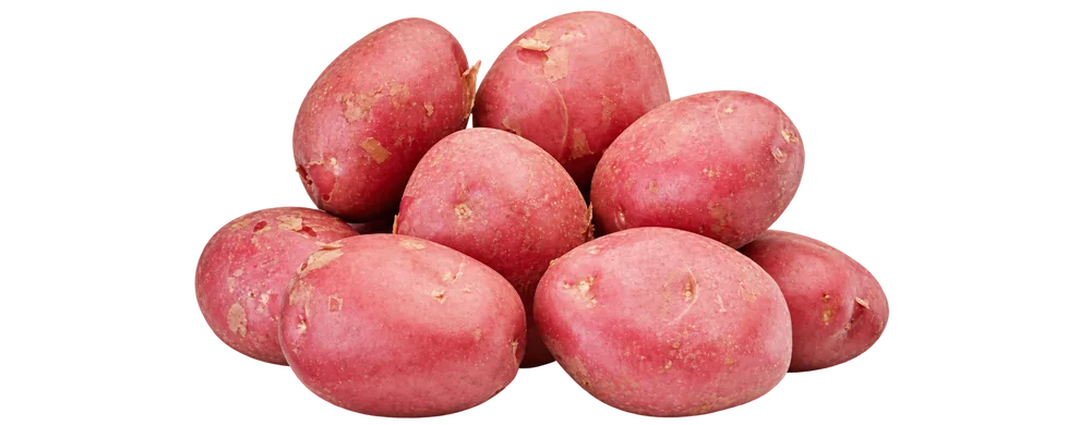 Lady Rosetta potato variety