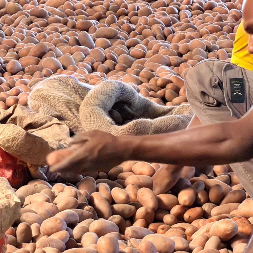 Potatoes being handled and packed into jute sacks
